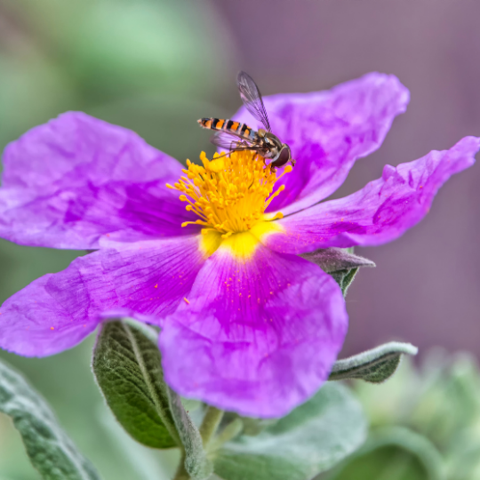 Cistus Incanus Herbal Tea Infusion – Insights from Dr. Klinghardt & Daniela Deiosso