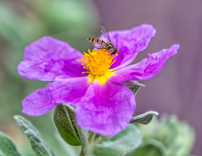 Cistus Incanus Herbal Tea Infusion – Insights from Dr. Klinghardt & Daniela Deiosso