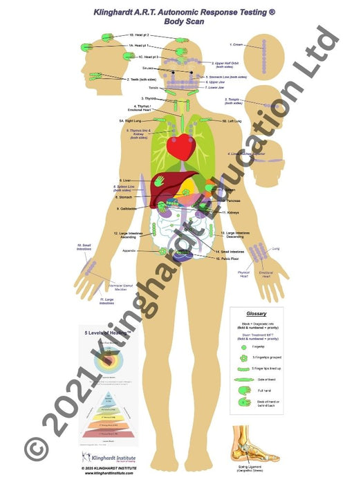 Klinghardt ART Autonomic Response Testing ® Ausrollbare Körperscanhilfe - Groß